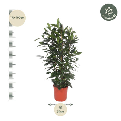 Ficus Cyathistipula struik - 180 cm - Forestbloom