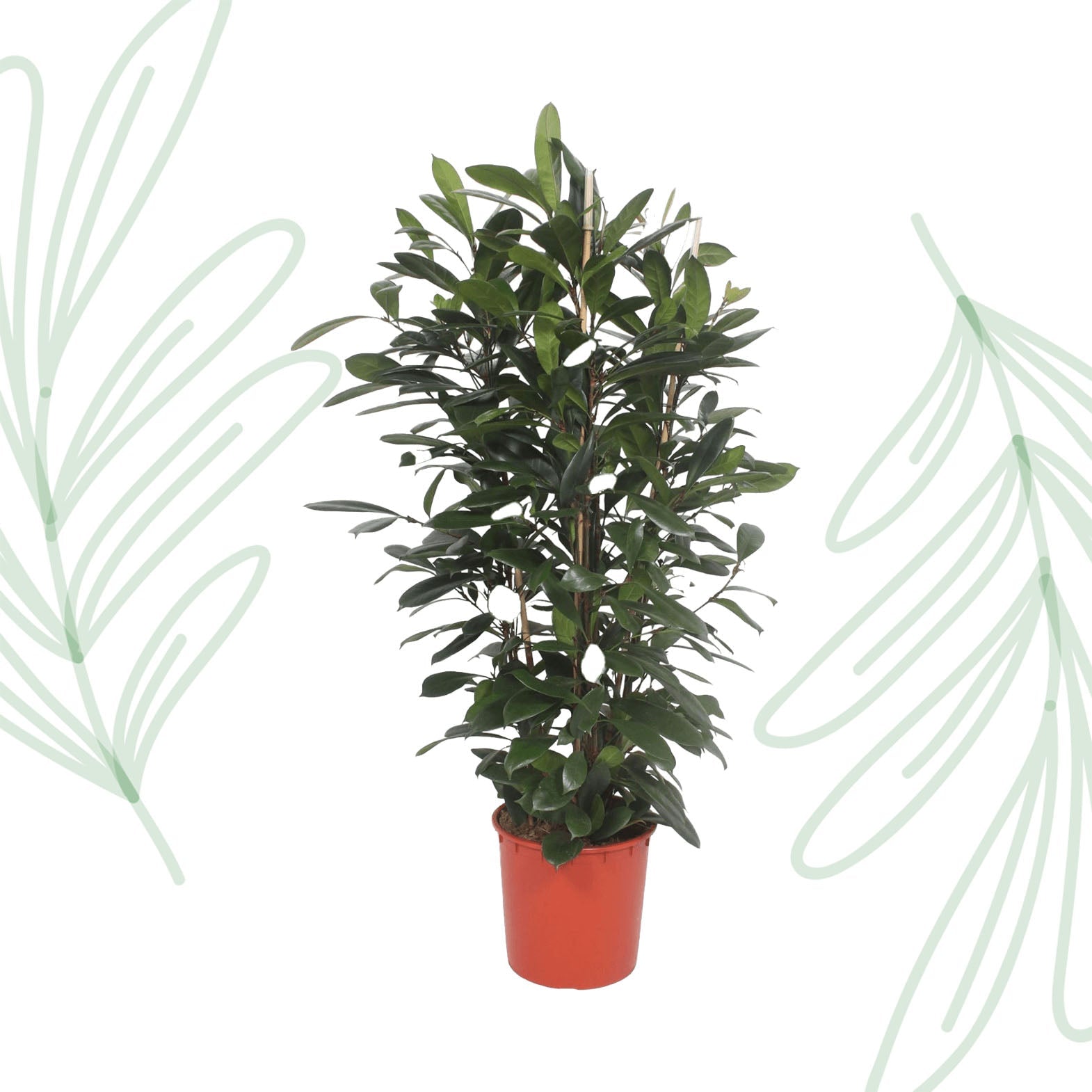 Ficus Cyathistipula struik - 180 cm - Forestbloom