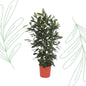 Ficus Cyathistipula struik - 180 cm - Forestbloom