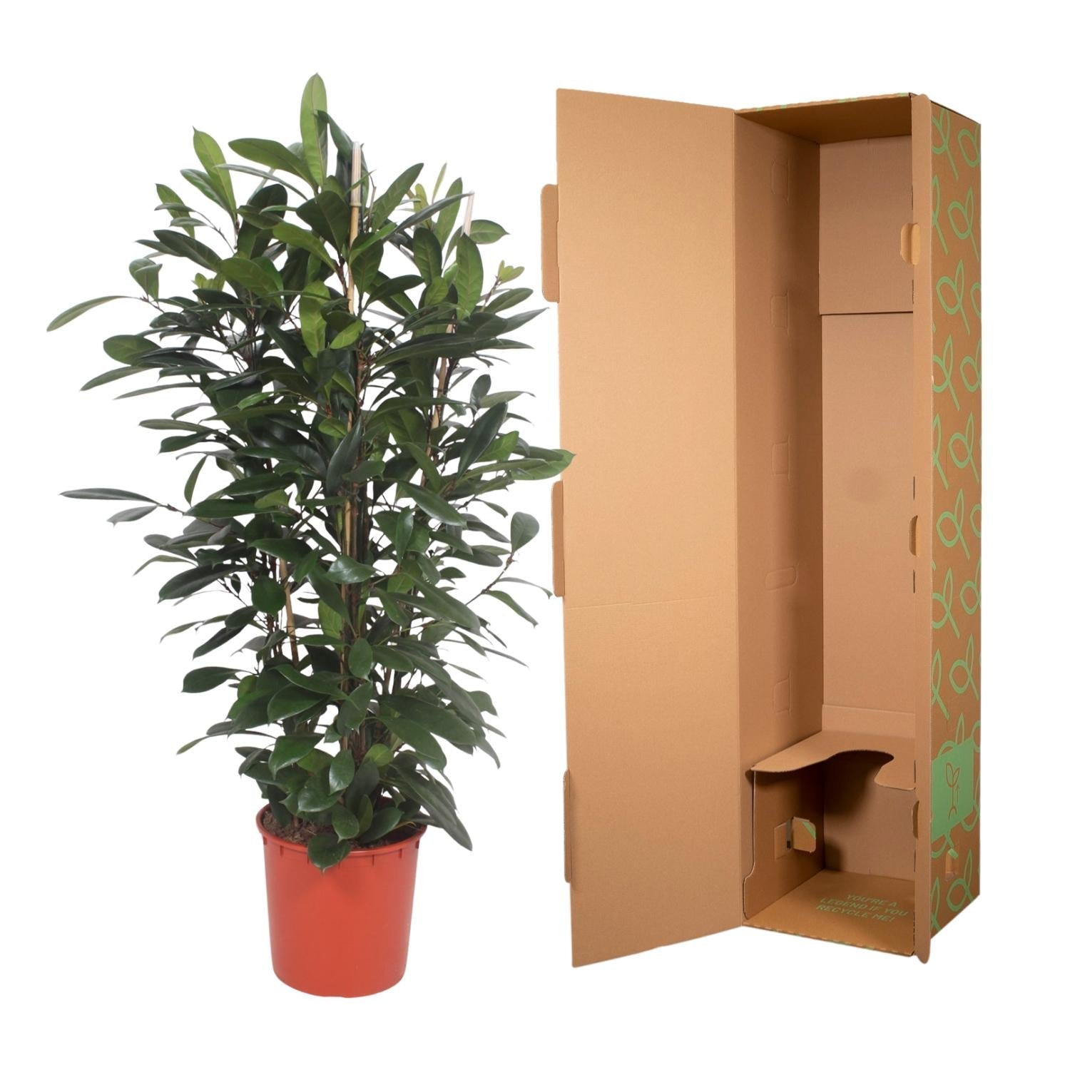 Ficus Cyathistipula struik - 180 cm - Forestbloom