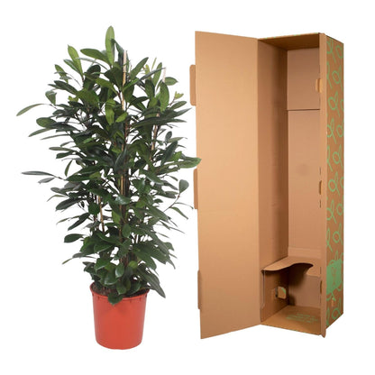 Ficus Cyathistipula struik - 180 cm - Forestbloom