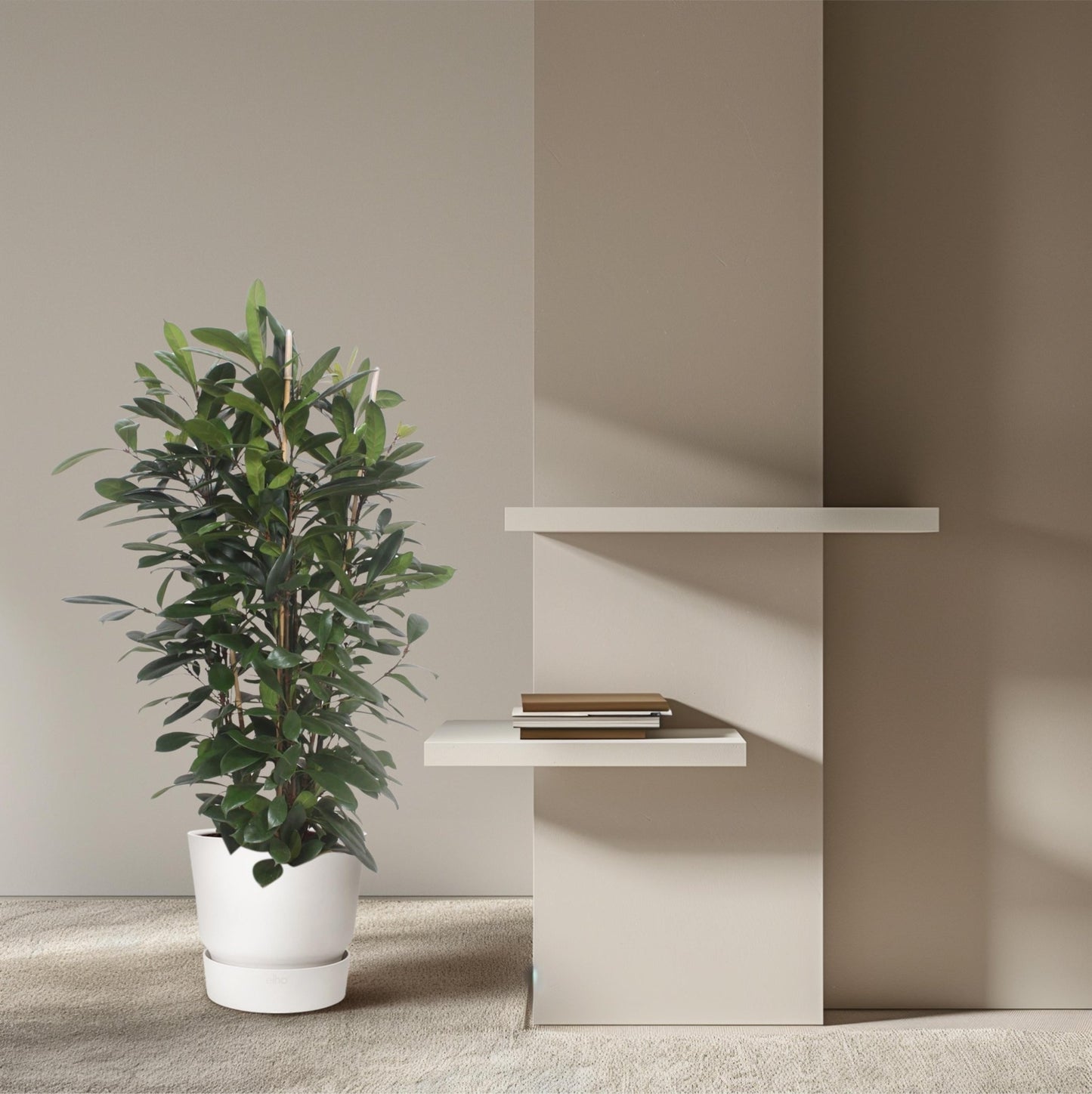 Ficus Cyathistipula struik - 180 cm - Forestbloom