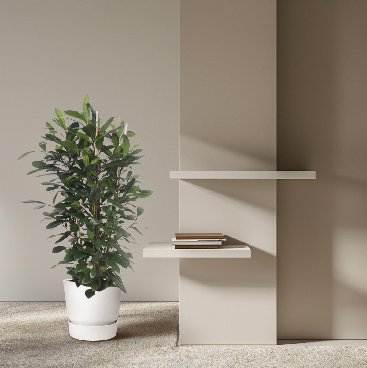 Ficus Cyathistipula struik - 180 cm - Forestbloom