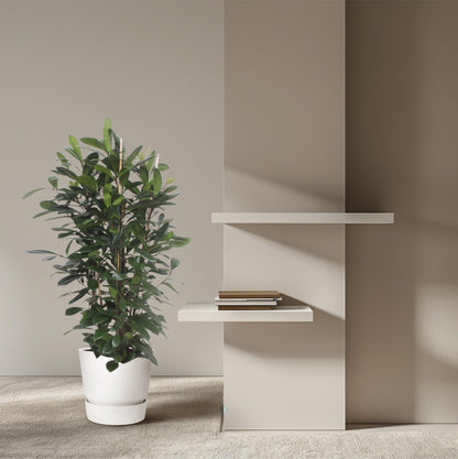 Ficus Cyathistipula struik - 180 cm - Forestbloom