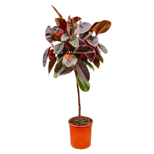 Ficus Elastica Belize op stam - 130 cm - Forestbloom