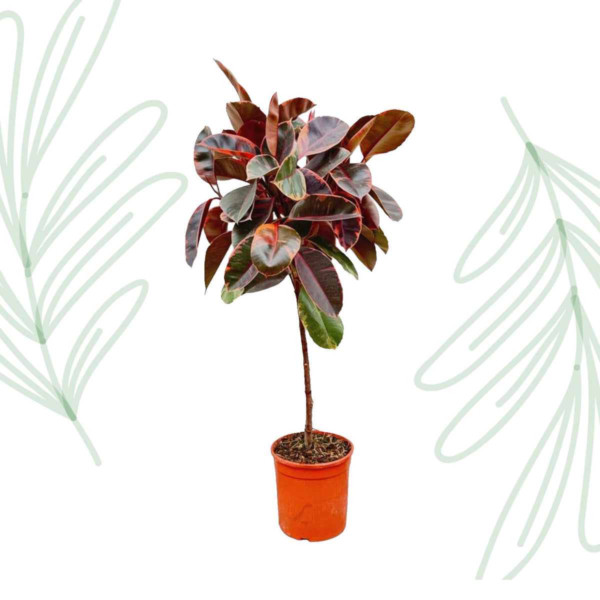Ficus Elastica Belize op stam - 130 cm - Forestbloom