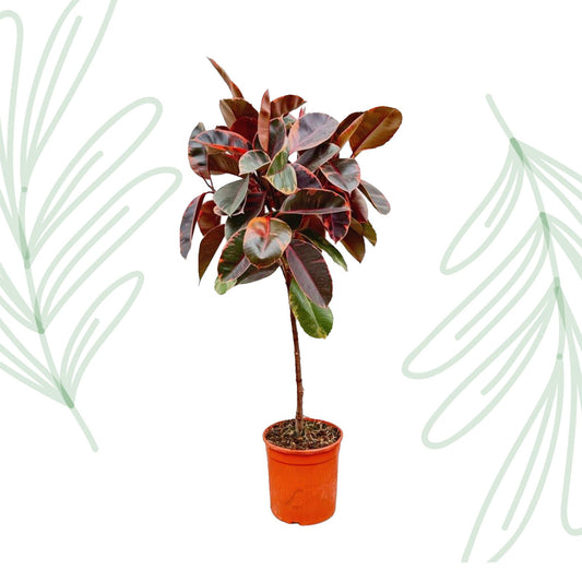 Ficus Elastica Belize op stam - 130 cm - Forestbloom