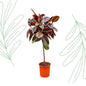 Ficus Elastica Belize op stam - 130 cm - Forestbloom