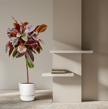 Ficus Elastica Belize op stam - 130 cm - Forestbloom