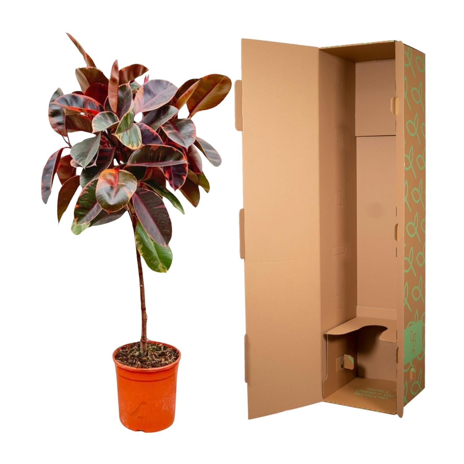 Ficus Elastica Belize op stam - 130 cm - Forestbloom
