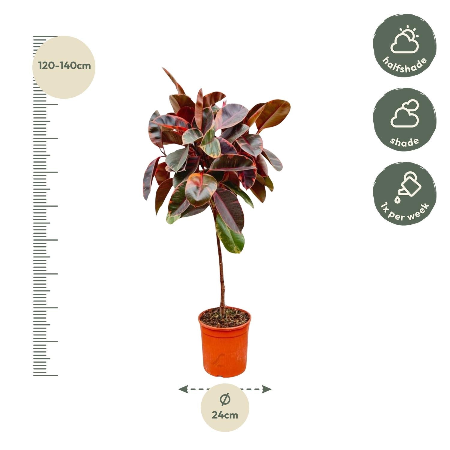 Ficus Elastica Belize op stam - 130 cm - Forestbloom