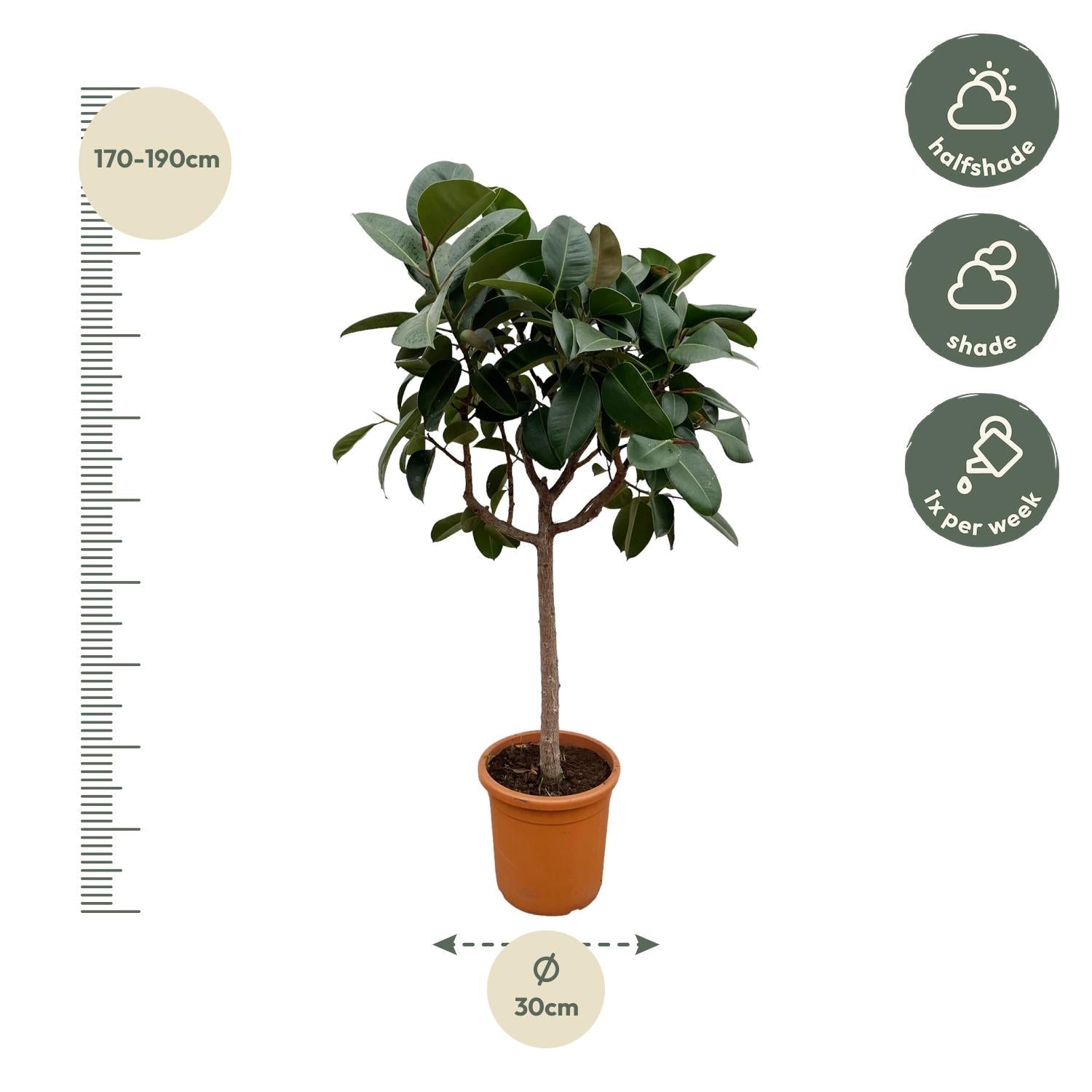 Ficus Elastica Robusta op stam - 190 cm - Forestbloom