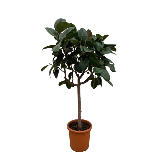 Ficus Elastica Robusta op stam - 190 cm - Forestbloom
