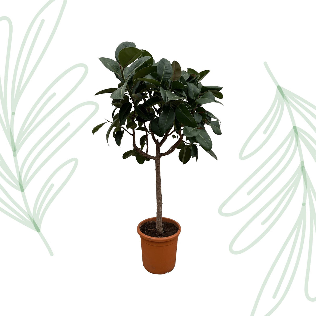 Ficus Elastica Robusta op stam - 190 cm - Forestbloom