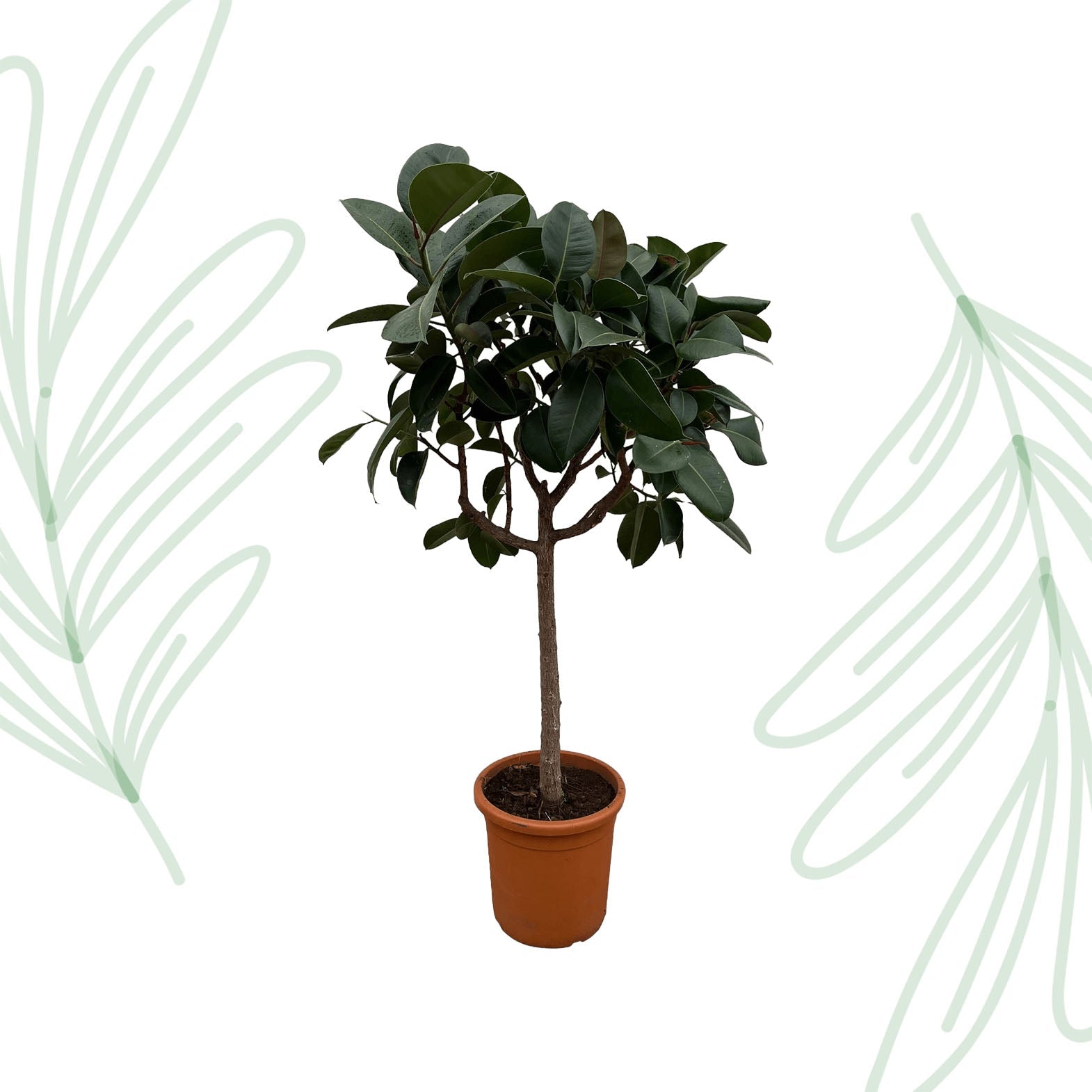 Ficus Elastica Robusta op stam - 190 cm - Forestbloom