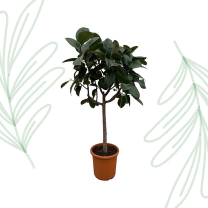 Ficus Elastica Robusta op stam - 190 cm - Forestbloom