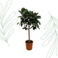Ficus Elastica Robusta op stam - 190 cm - Forestbloom