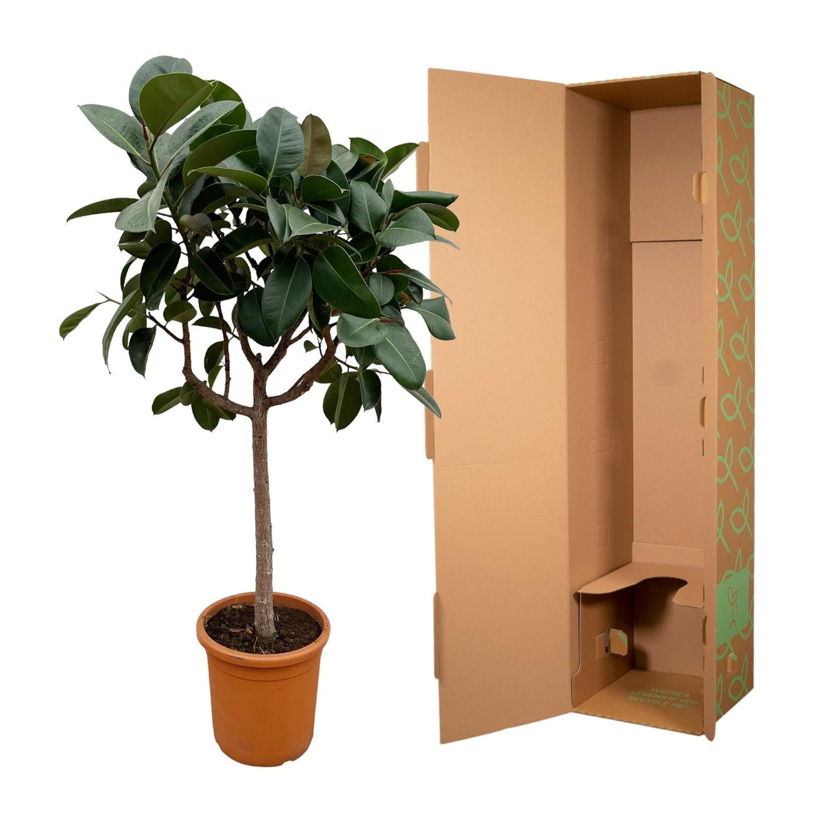 Ficus Elastica Robusta op stam - 190 cm - Forestbloom