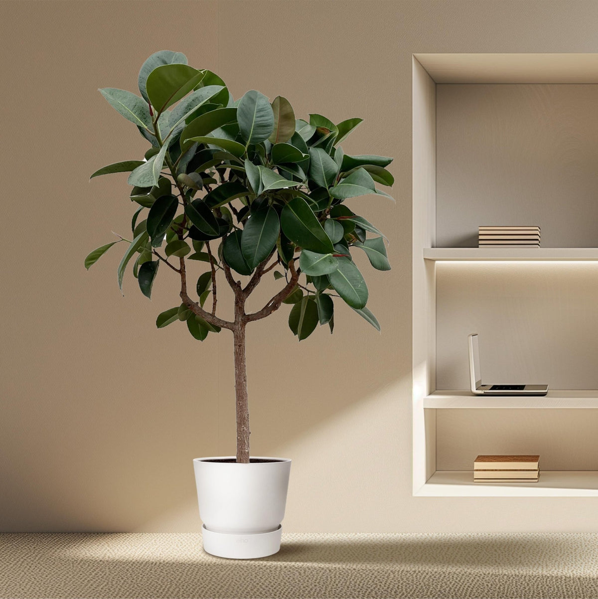 Ficus Elastica Robusta op stam - 190 cm - Forestbloom