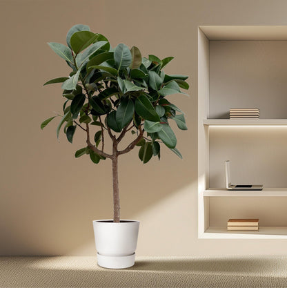 Ficus Elastica Robusta op stam - 190 cm - Forestbloom