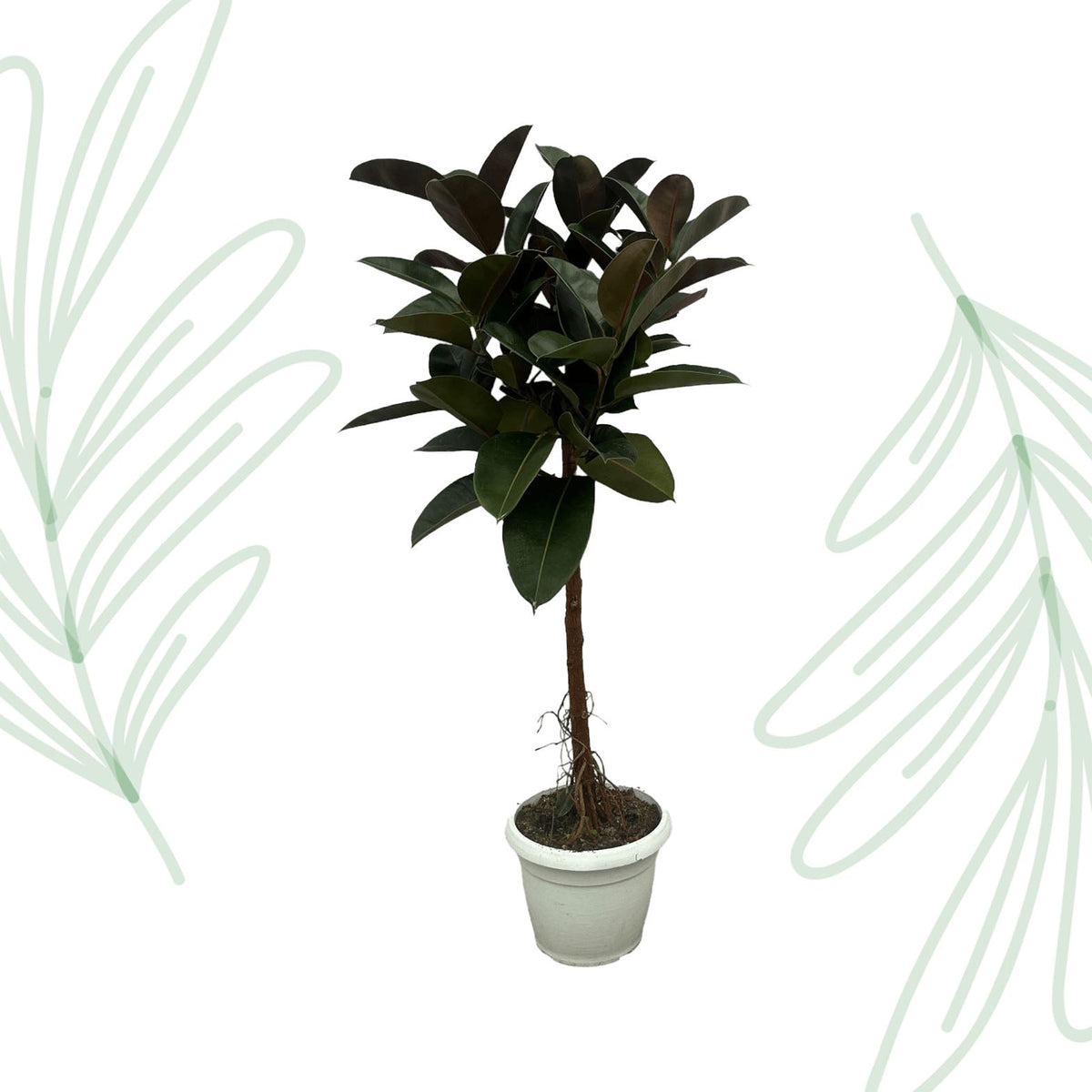 Ficus Elastica Robusta stam - 140 cm - Forestbloom