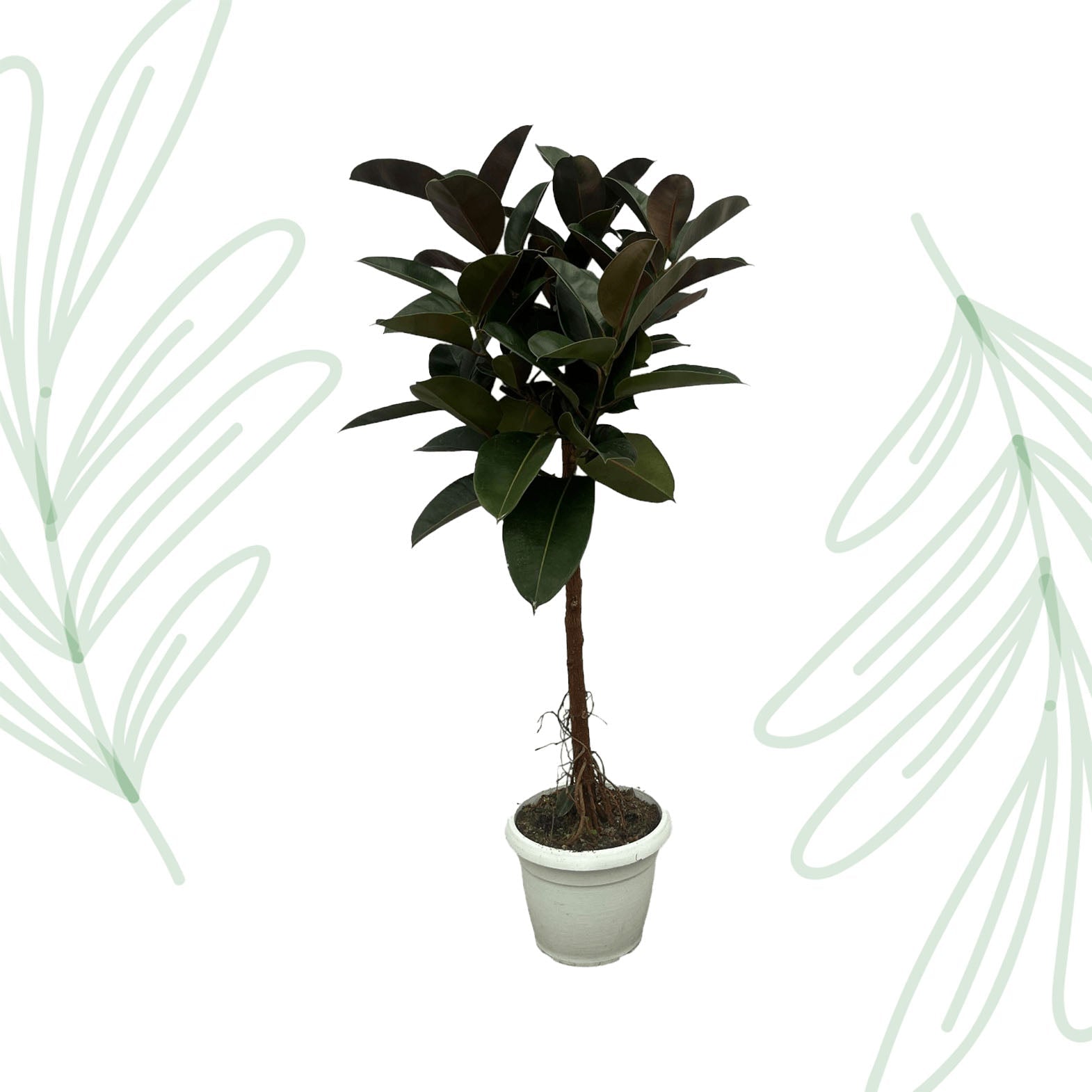 Ficus Elastica Robusta stam - 140 cm - Forestbloom