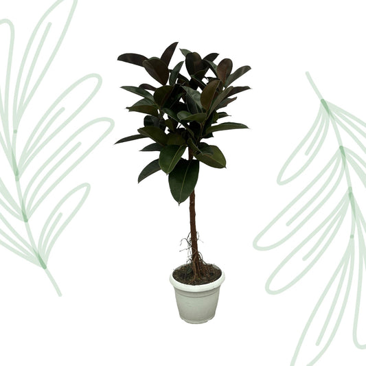 Ficus Elastica Robusta stam - 140 cm - Forestbloom