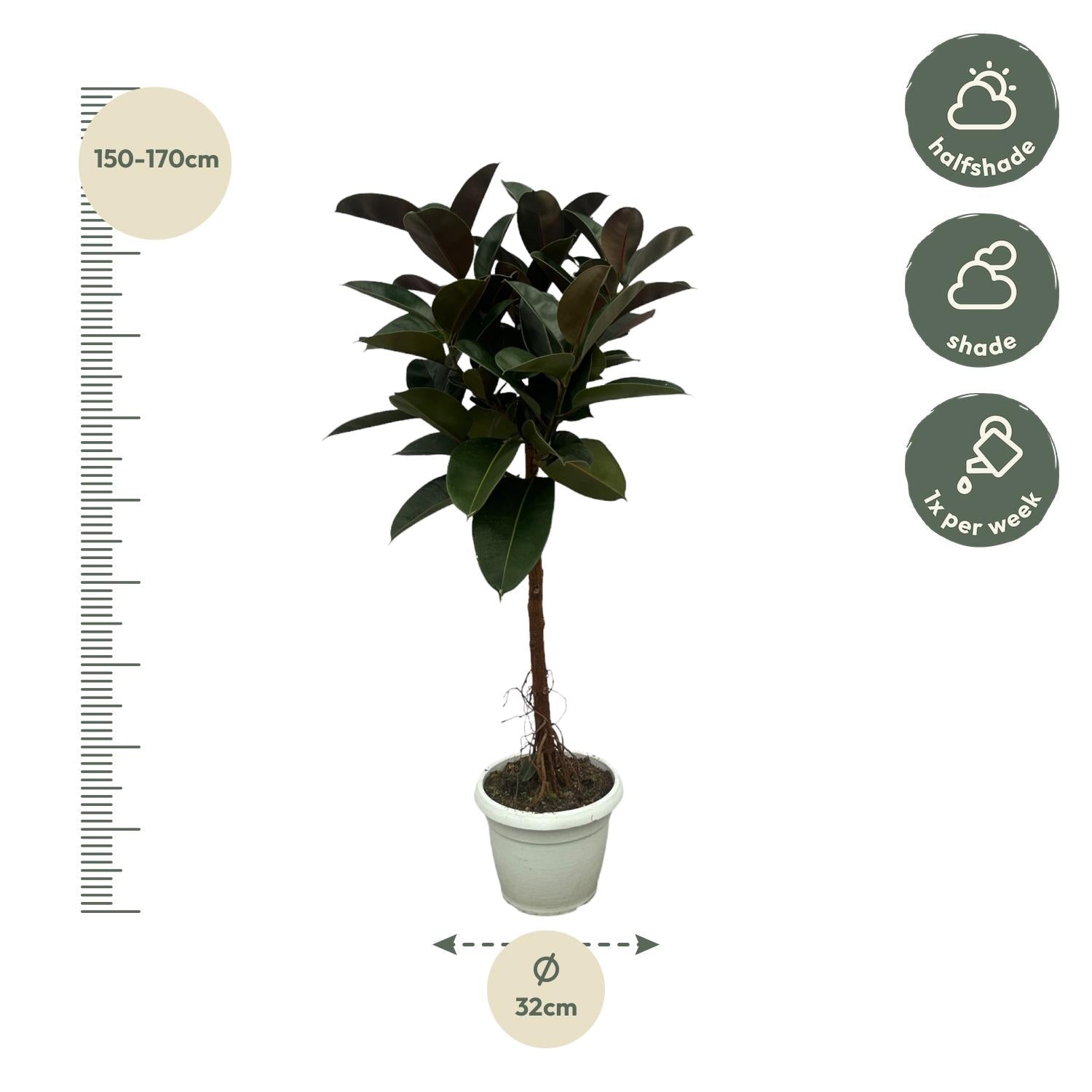 Ficus Elastica Robusta stam - 140 cm - Forestbloom