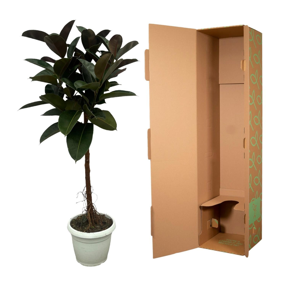 Ficus Elastica Robusta stam - 140 cm - Forestbloom