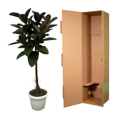 Ficus Elastica Robusta stam - 140 cm - Forestbloom