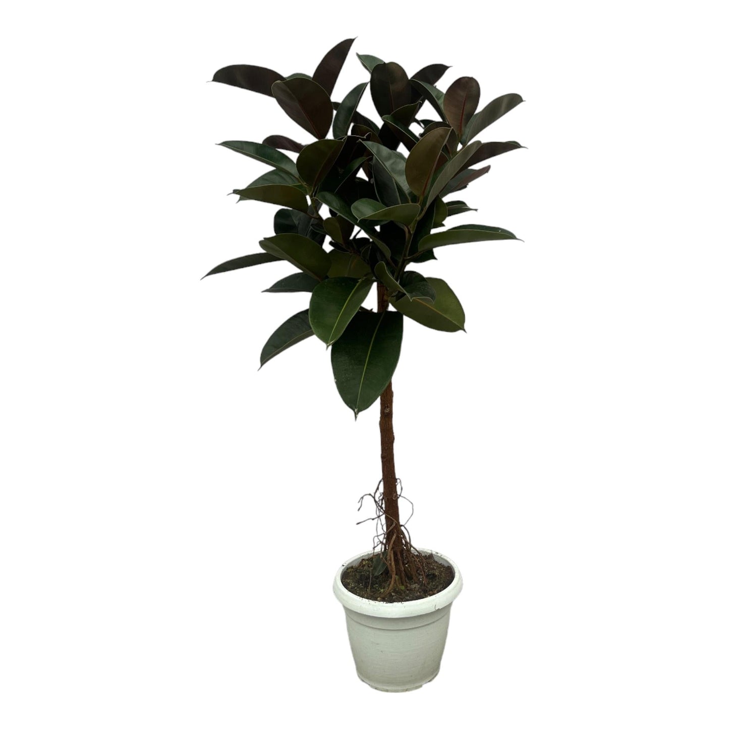 Ficus Elastica Robusta stam - 140 cm - Forestbloom