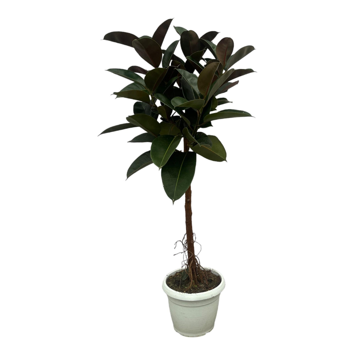 Ficus Elastica Robusta stam - 140 cm - Forestbloom