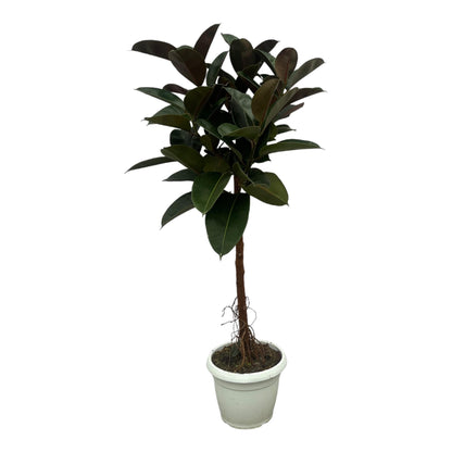 Ficus Elastica Robusta stam - 140 cm - Forestbloom