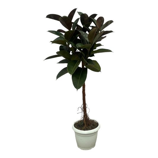 Ficus Elastica Robusta stam - 140 cm - Forestbloom