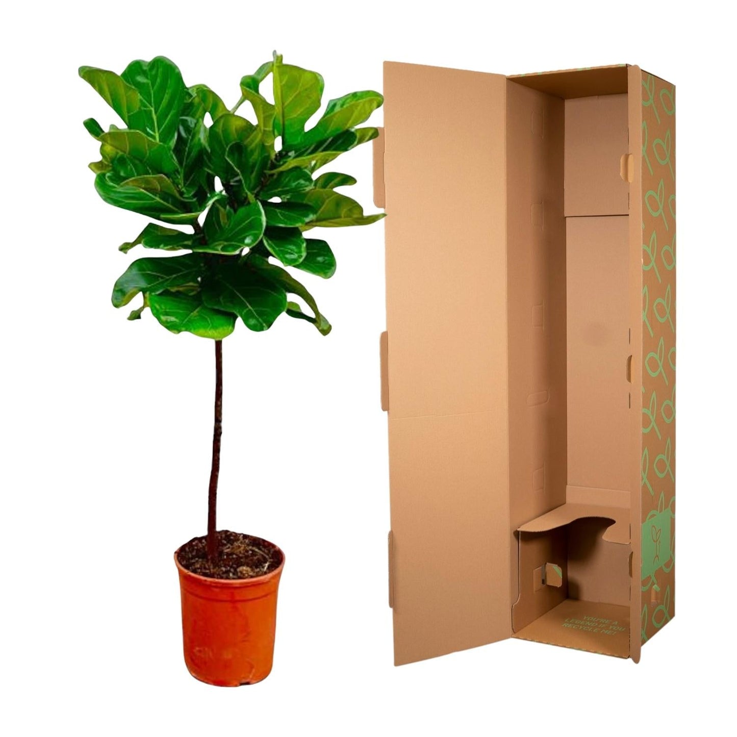 Ficus Lyrata stam - 130 cm - Forestbloom