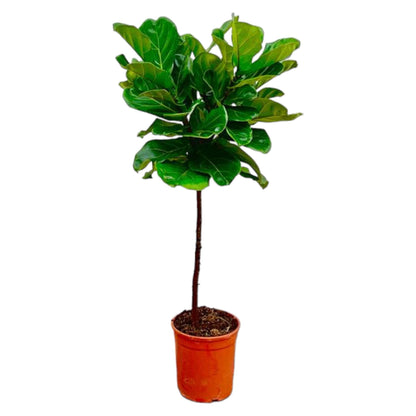 Ficus Lyrata stam - 130 cm - Forestbloom
