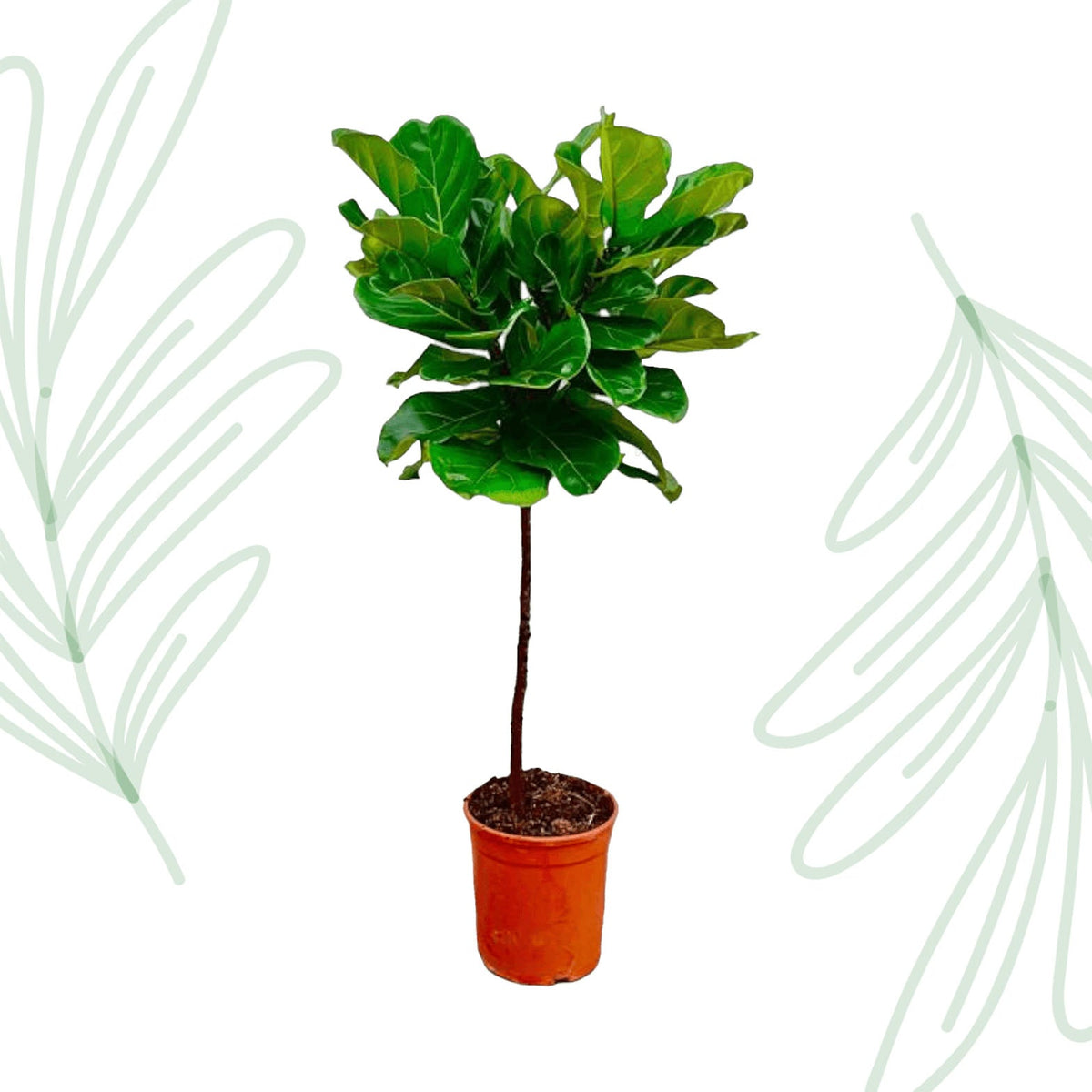 Ficus Lyrata stam - 130 cm - Forestbloom