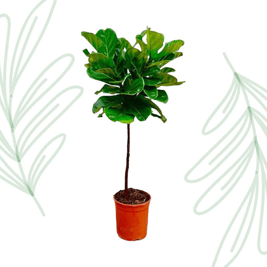 Ficus Lyrata stam - 130 cm - Forestbloom