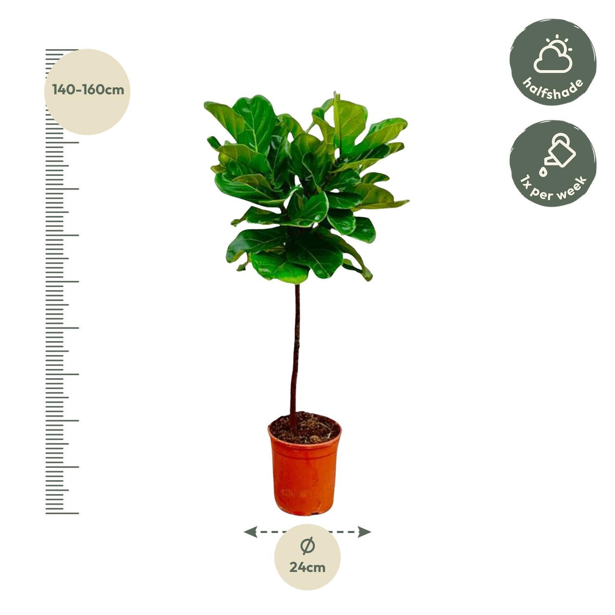Ficus Lyrata stam - 130 cm - Forestbloom