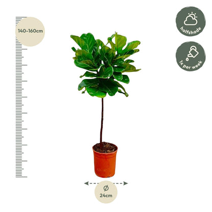 Ficus Lyrata stam - 130 cm - Forestbloom