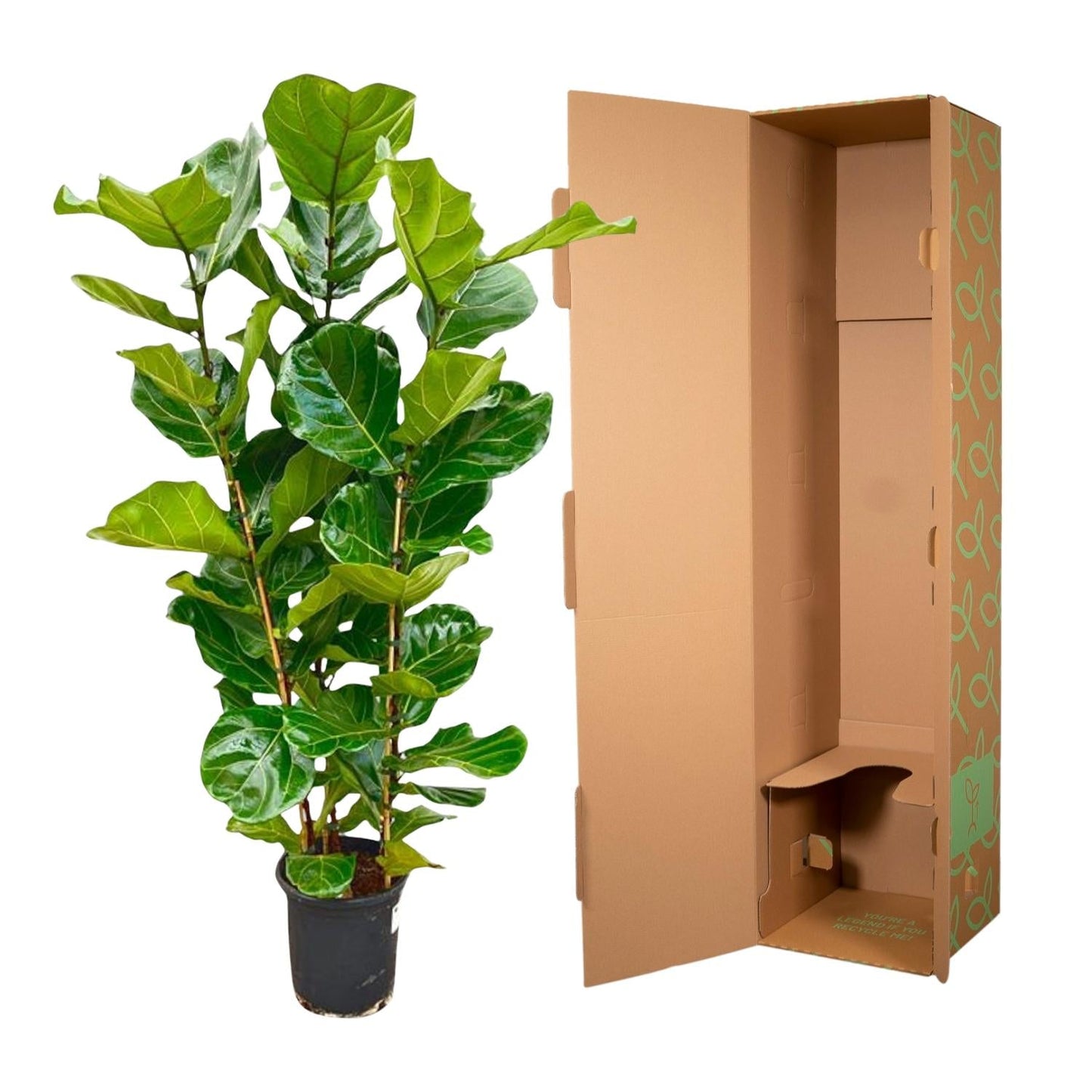Ficus Lyrata struik - 155 cm - Forestbloom
