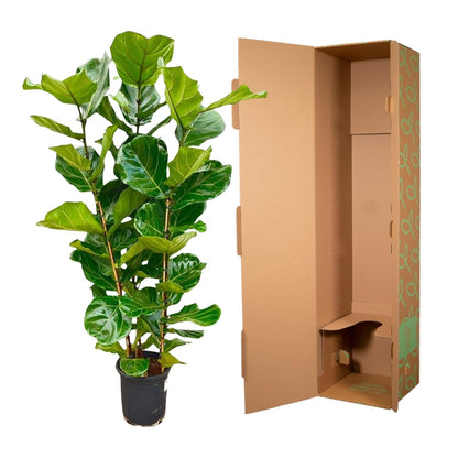 Ficus Lyrata struik - 155 cm - Forestbloom
