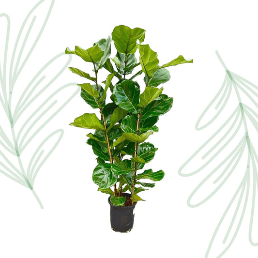Ficus Lyrata struik - 155 cm - Forestbloom