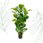 Ficus Lyrata struik - 155 cm - Forestbloom