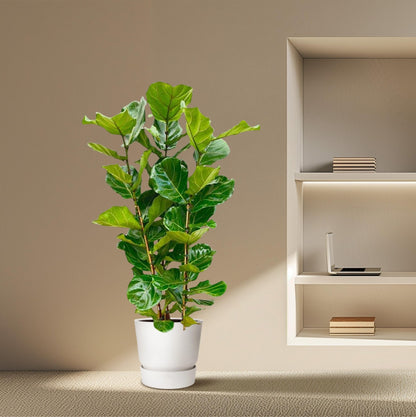 Ficus Lyrata struik - 155 cm - Forestbloom
