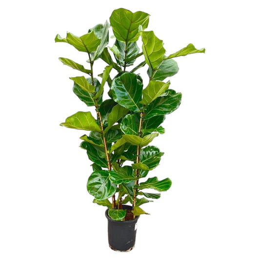 Ficus Lyrata struik - 155 cm - Forestbloom