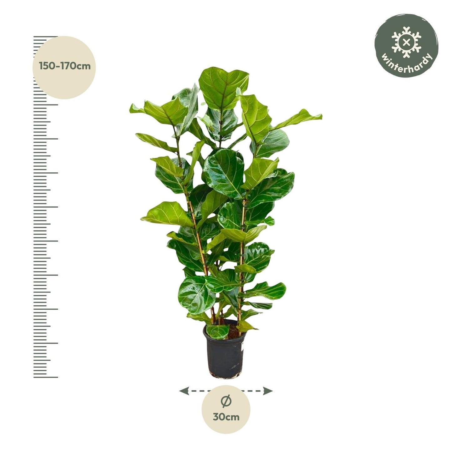 Ficus Lyrata struik - 155 cm - Forestbloom