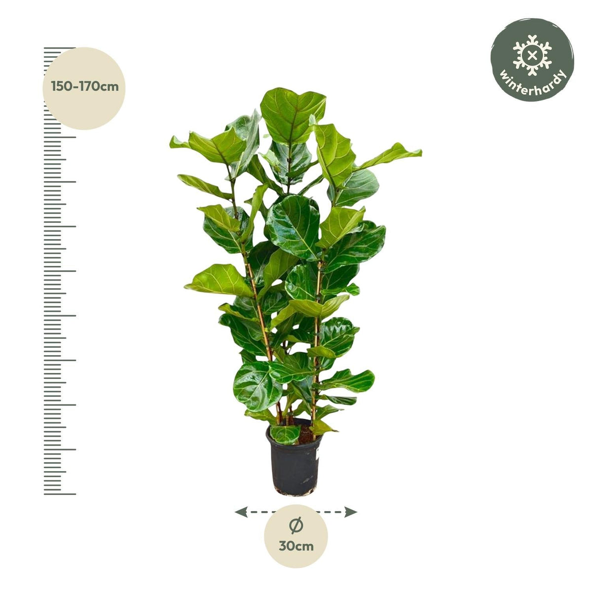 Ficus Lyrata struik - 155 cm - Forestbloom