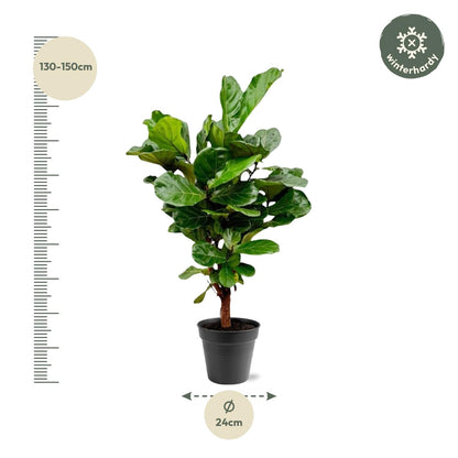 Ficus Lyrata vertakt - 140-160cm - Forestbloom