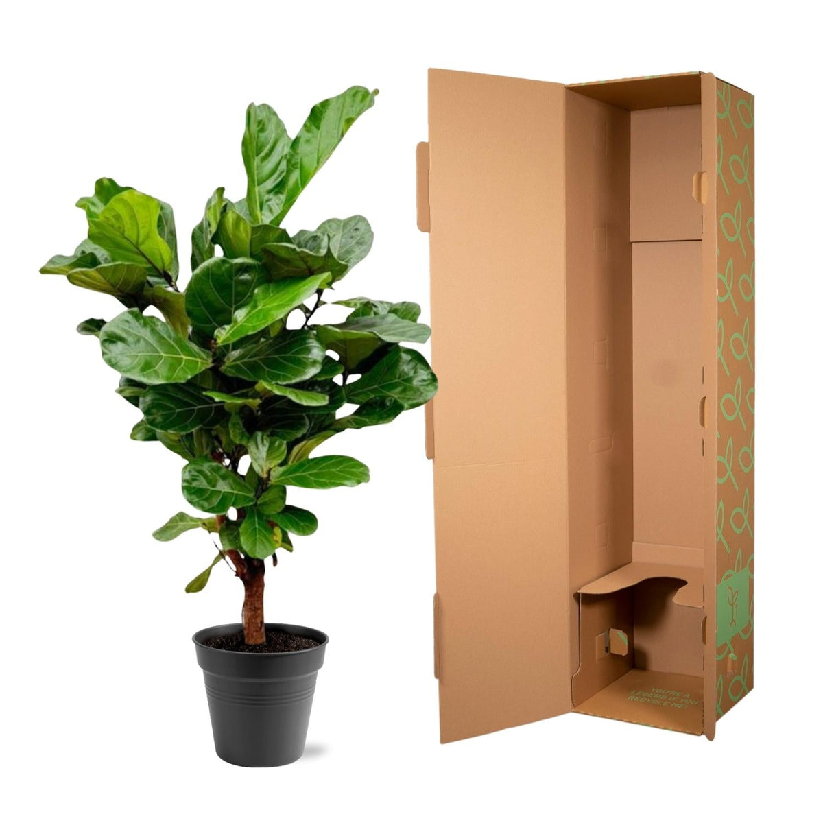Ficus Lyrata vertakt - 140-160cm - Forestbloom
